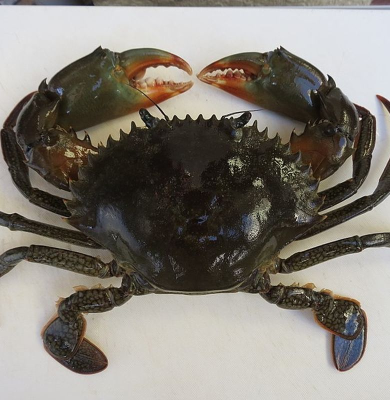 21844_kepiting-bakau-yang-membantu-menjaga-ekosistem-dan-mahal-harganya